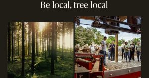Cambium operations and forest image